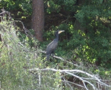 Kormorany_na_Kaszubach