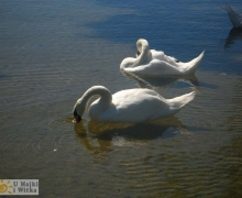 Swornegacie_labedzie_na_Brdzie