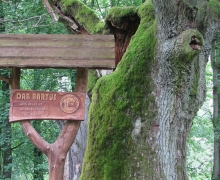 Dąb Bartuś Małe Swornegacie