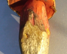 Borowim_ponury_2_logo