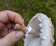 Grzyby_na_Kaszubach_czubajka_kania