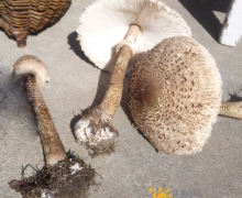 Na_grzyby_kania_2_logo