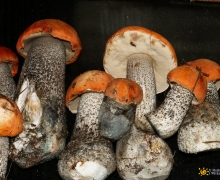 kozaki_czerwone_grzyby_na_kaszubach_logo