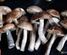 kozaki_grzyby_na_kaszubach_logo