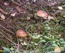 kozaki_kaszuby_kwatery_logo