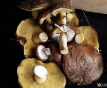 kaszubykwatery malaki logo