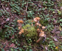 opieki kwatery swornegacie logo