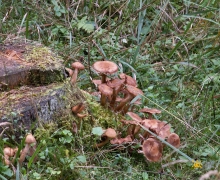 opieki swornegacie logo