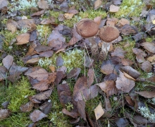 PXL_20251109_115754584MP-41