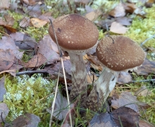 PXL_20251109_115808741MP-11