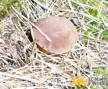 podgrzybek_na_kaszubach