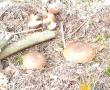 podgrzybki_swornegacie