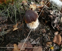 atlas_grzybw_borowik_szlachetny_prawdziwek_noclegi_na_kaszubach_50