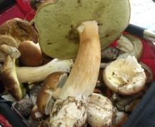 borowik_szlachetny_logo