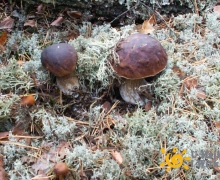 Grzyby_na_Kaszubach_prawdziwek_x1