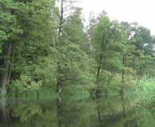 zbrzyca