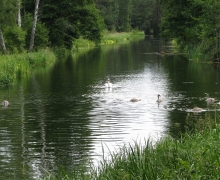 zbrzyca_2